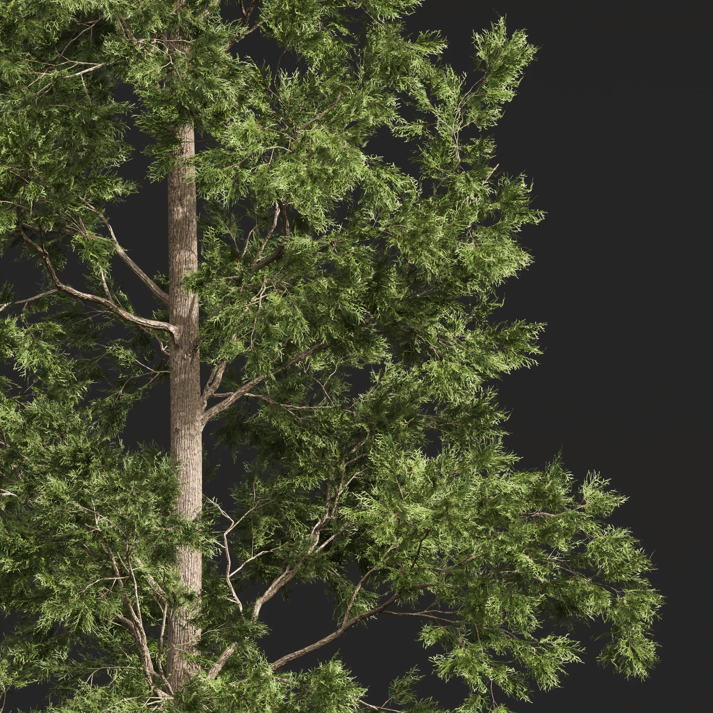 Chamaecyparis Thyoides and Pinus Palustris 3D model_2