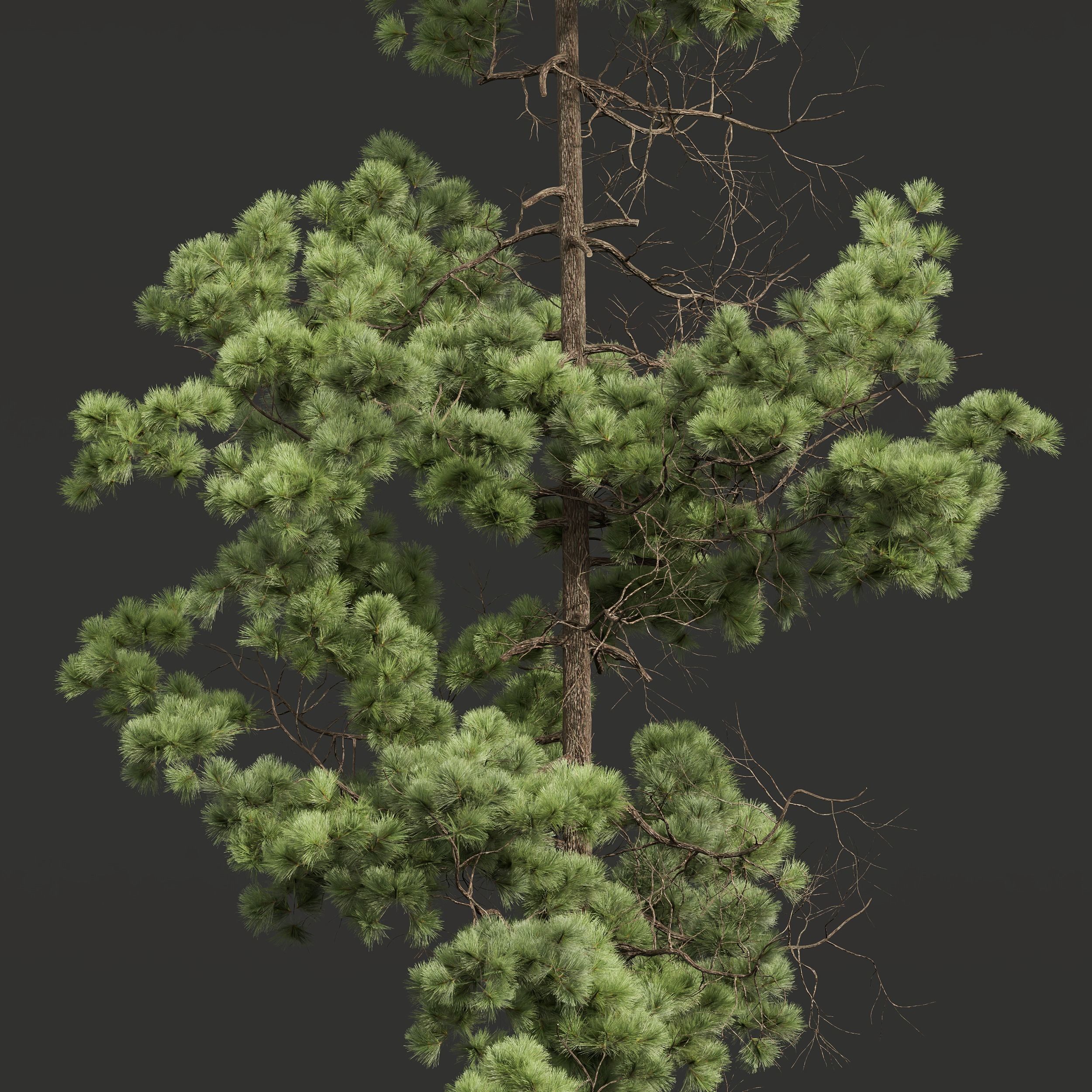 Chamaecyparis Thyoides and Pinus Palustris 3D model_3