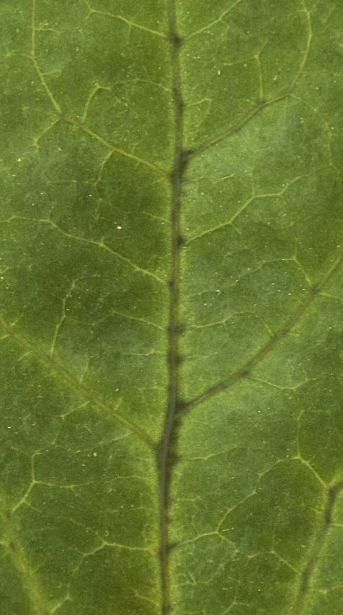 table ornate dining with chairs 3D model_5
