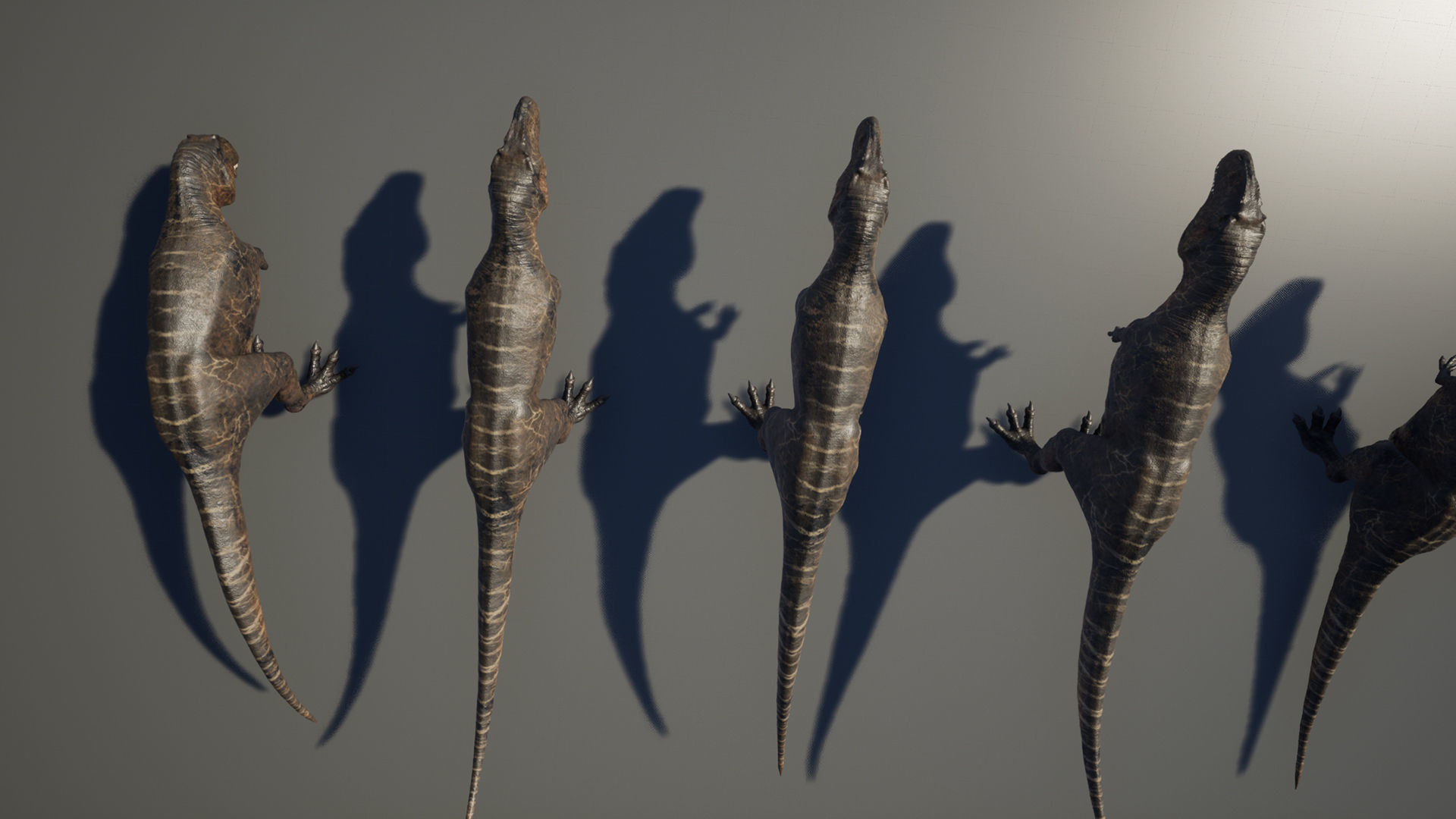 Dinosaur Giganotosaurus Real Dinosaur Series Low-poly 3D model_17