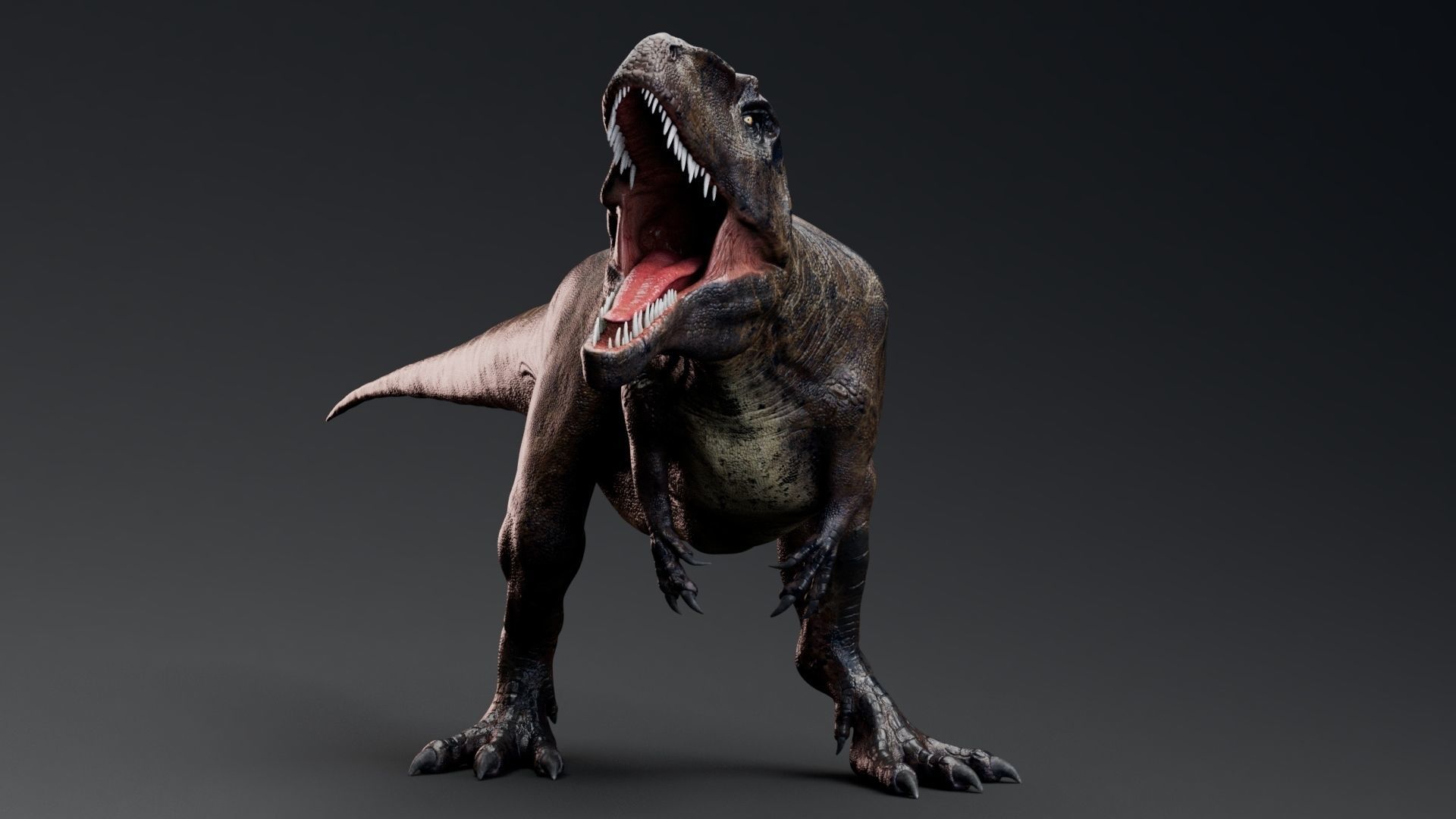 Dinosaur Giganotosaurus Real Dinosaur Series Low-poly 3D model_28