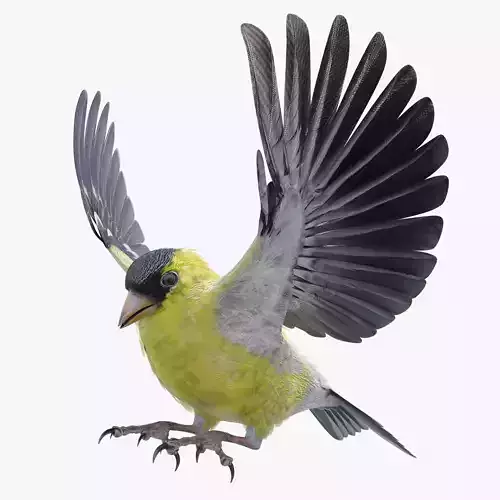 GoldFinch - BLENDER Low-poly 3D model