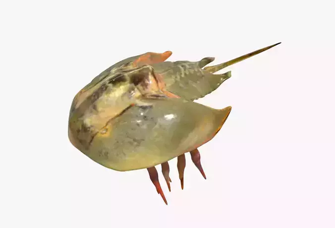 Horseshoe Crab 3D model