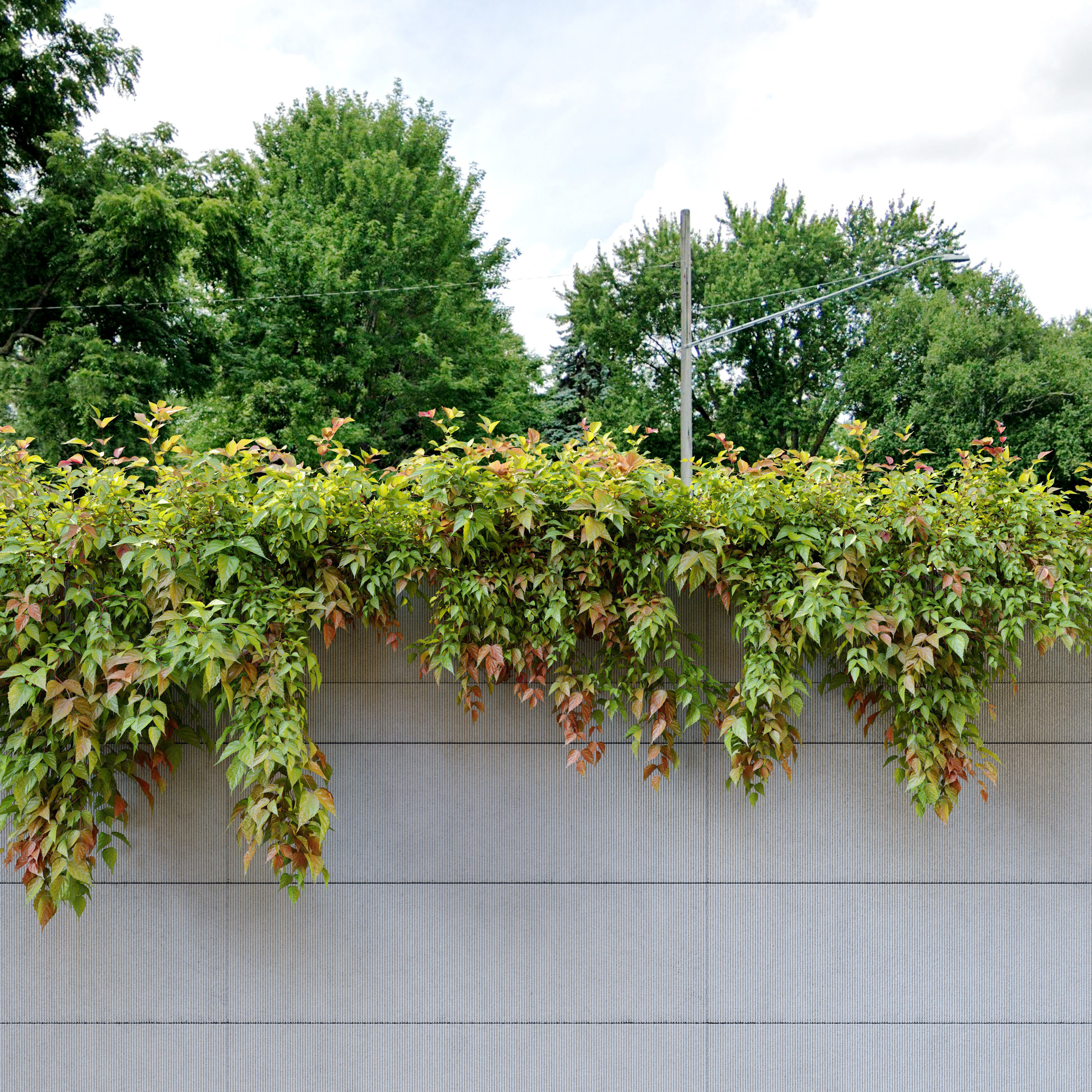 Hanging Plant 18 3D model_2