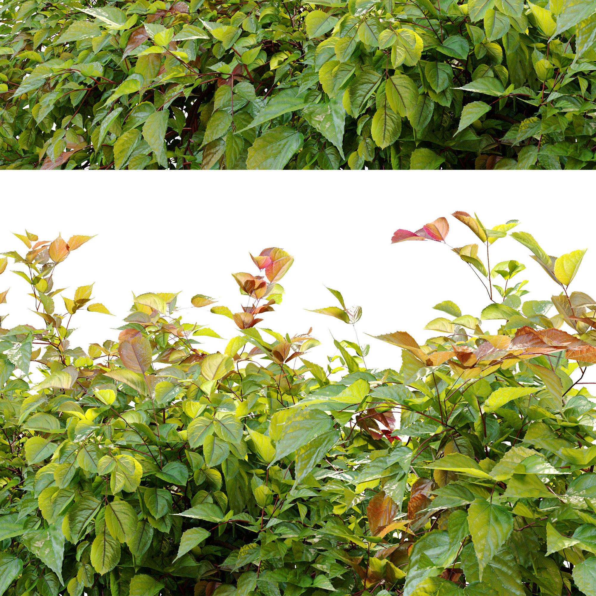 Hanging Plant 18 3D model_3