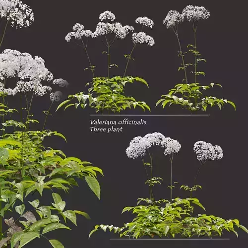 Valeriana officinalis