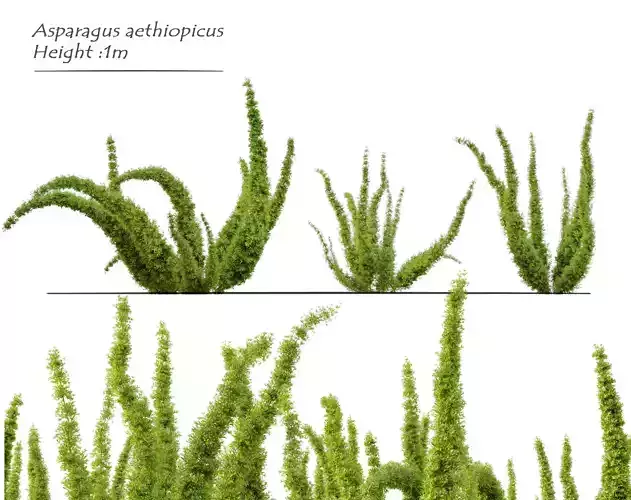 Foxtail fern 3D model