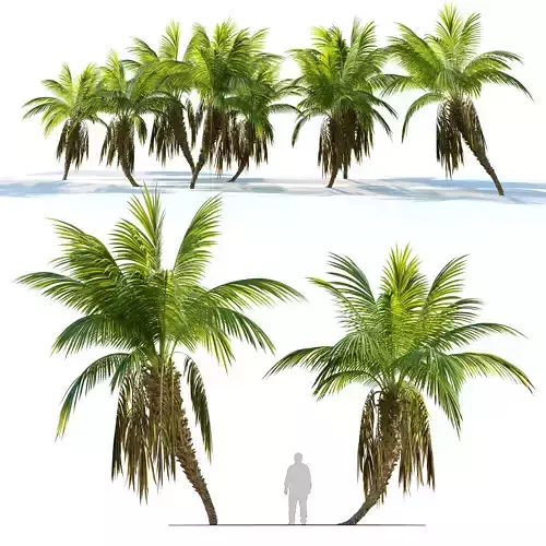 Palm tree 06 3D model