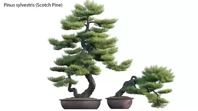 Pinus sylvestris - Scotch Pine - 01