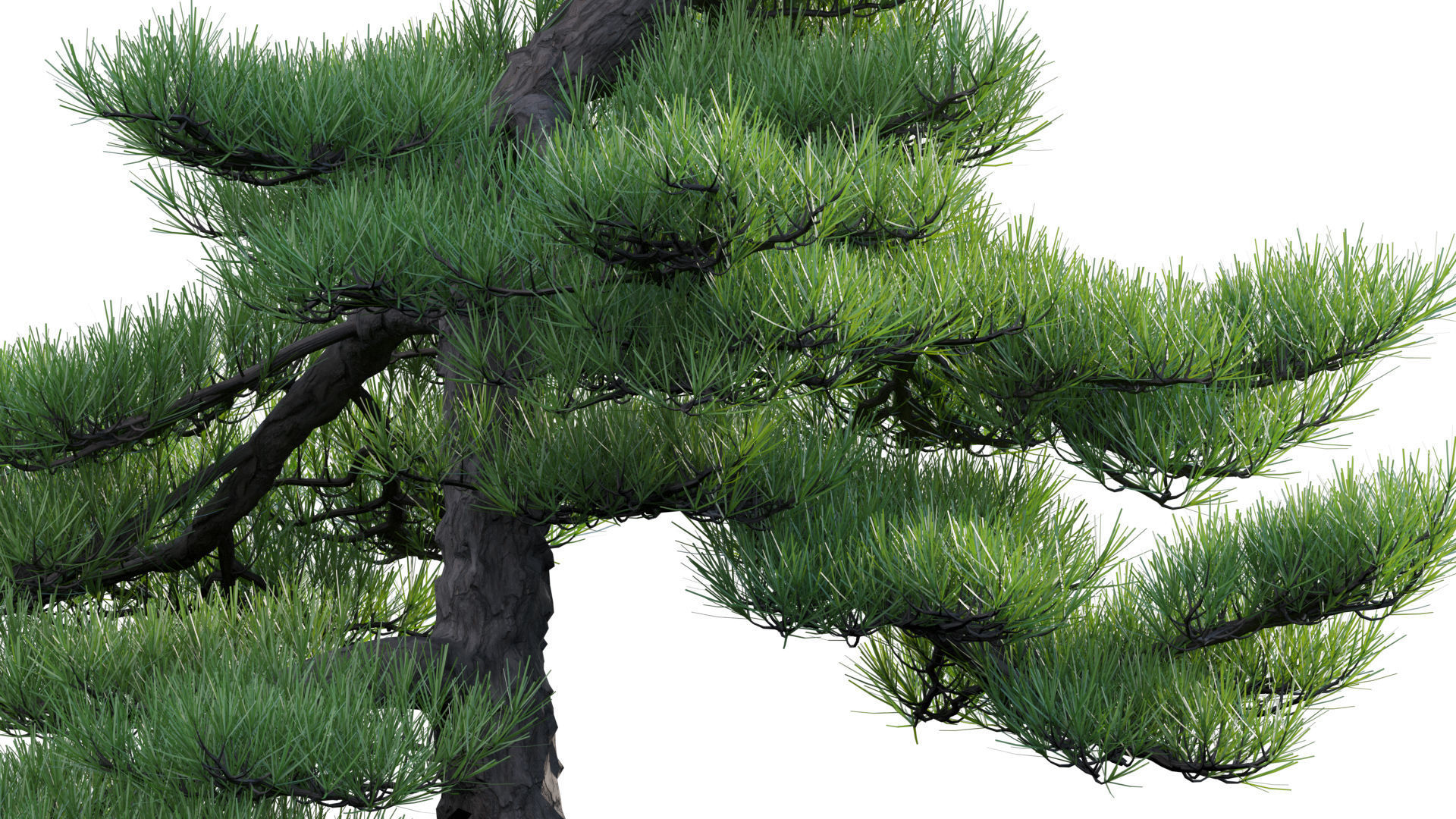 Pinus sylvestris - Scotch Pine - 02 3D model_7