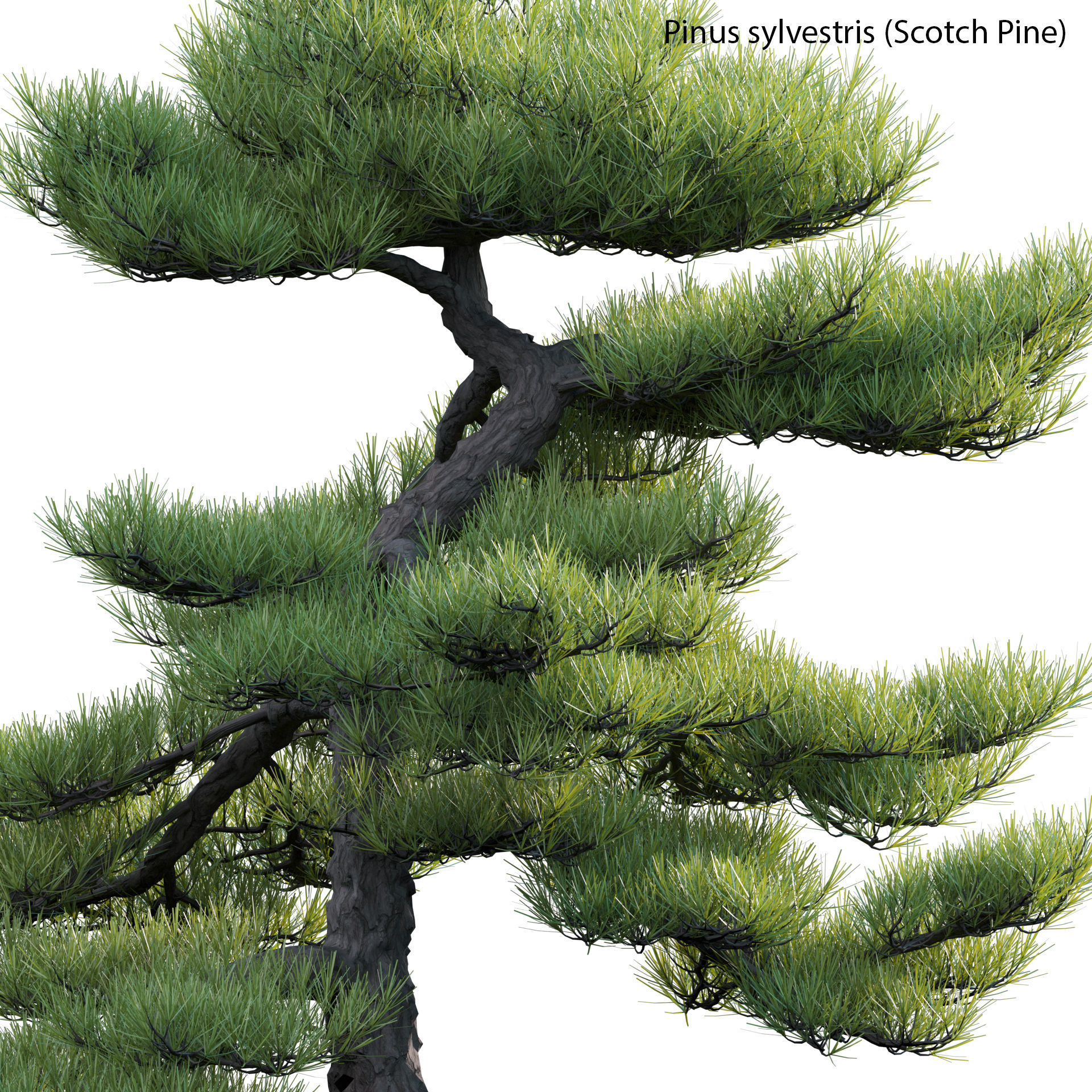 Pinus sylvestris - Scotch Pine - 02 3D model_2