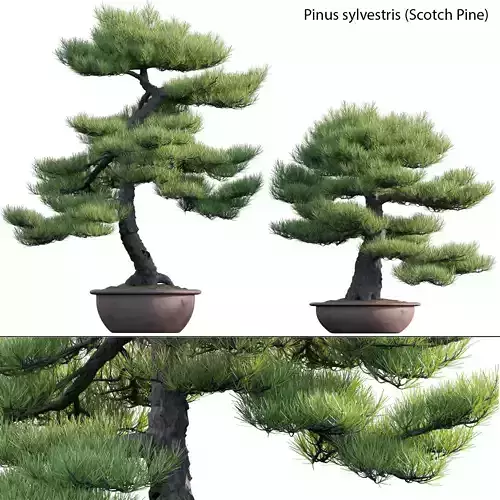 Pinus sylvestris - Scotch Pine - 02