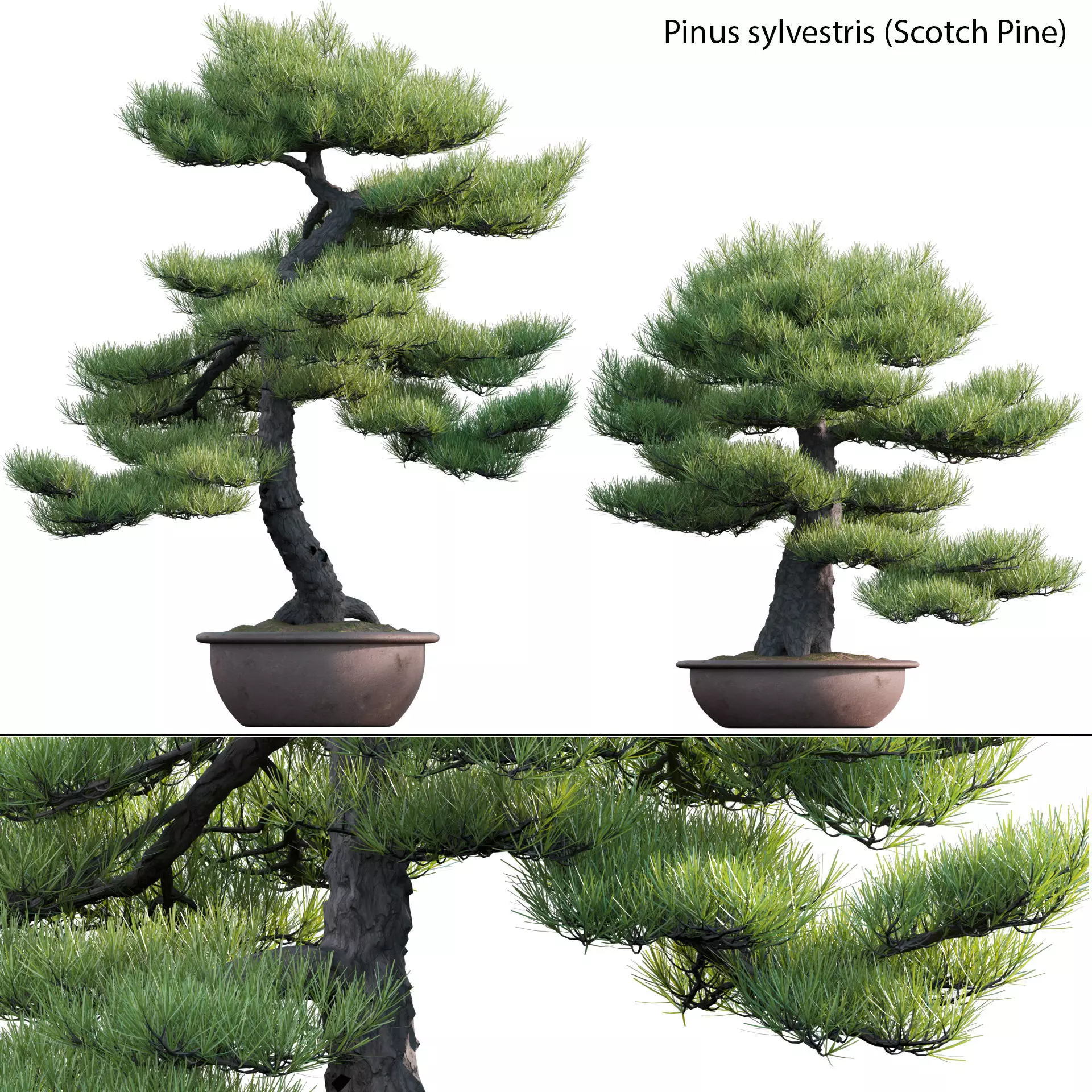Pinus sylvestris - Scotch Pine - 02 3D model_0