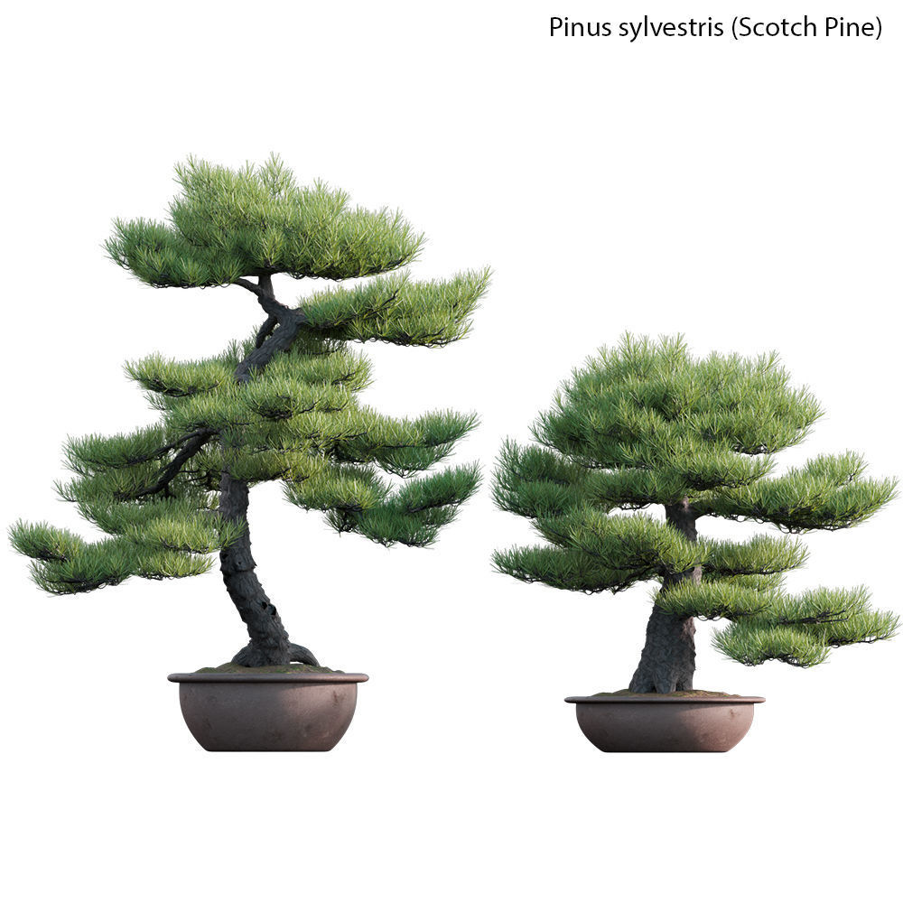 Pinus sylvestris - Scotch Pine - 02 3D model_1