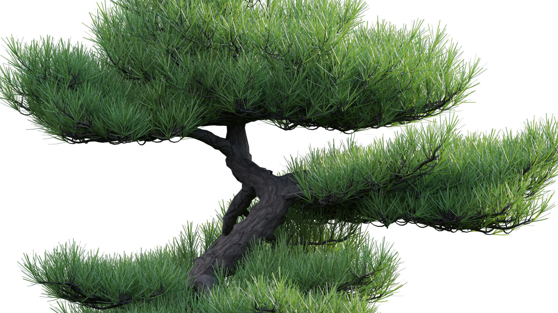 Pinus sylvestris - Scotch Pine - 02 3D model_6