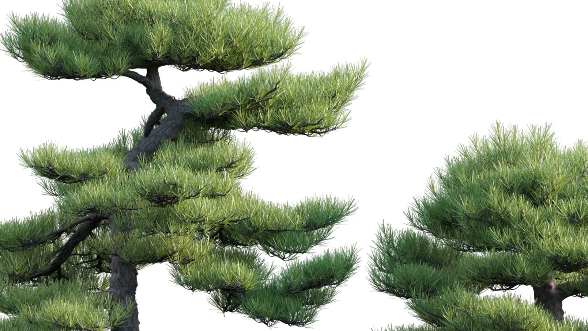 Pinus sylvestris - Scotch Pine - 02 3D model_5