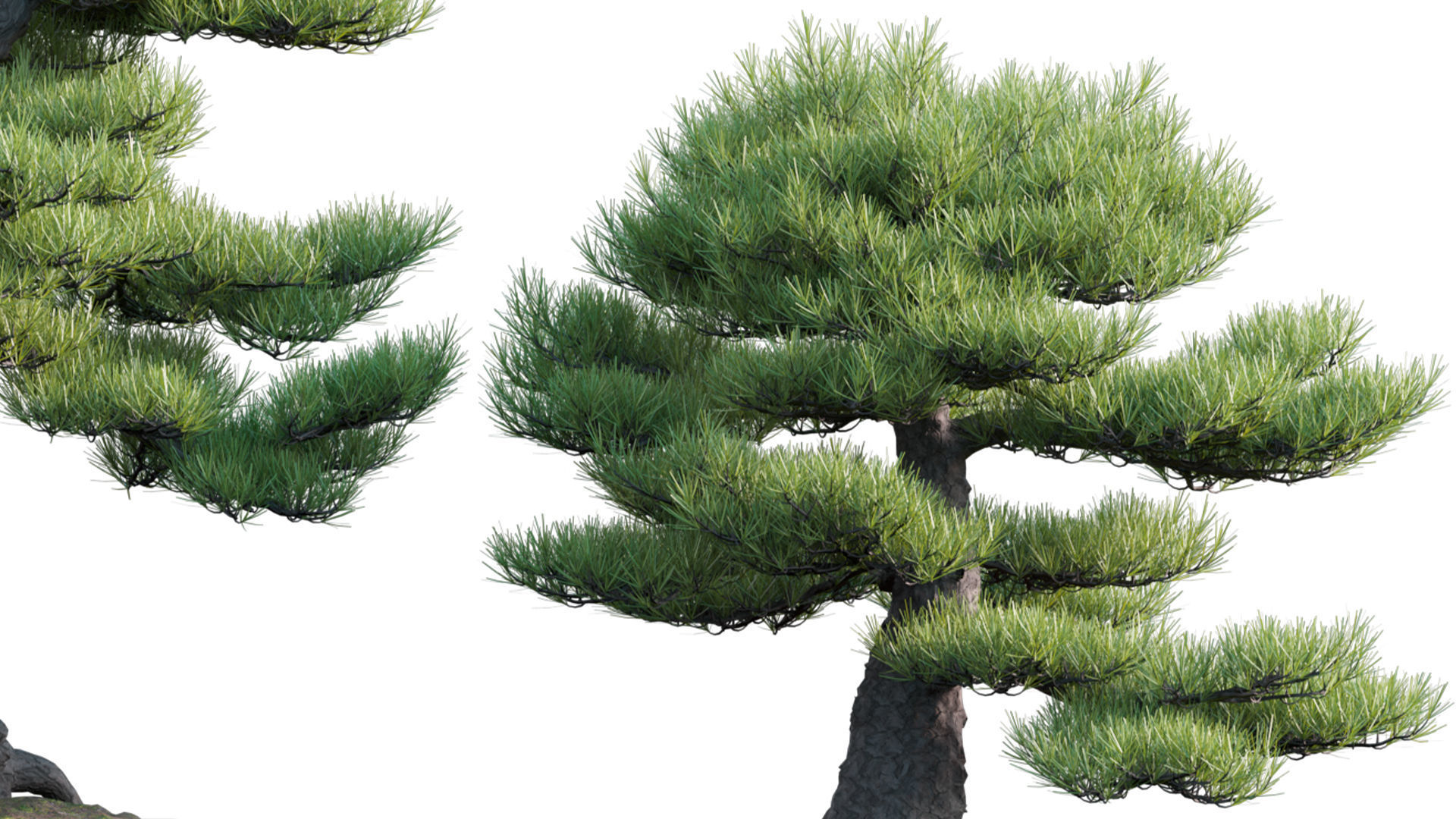 Pinus sylvestris - Scotch Pine - 02 3D model_4