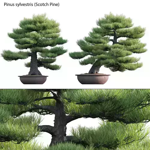 Pinus sylvestris - Scotch Pine - 03