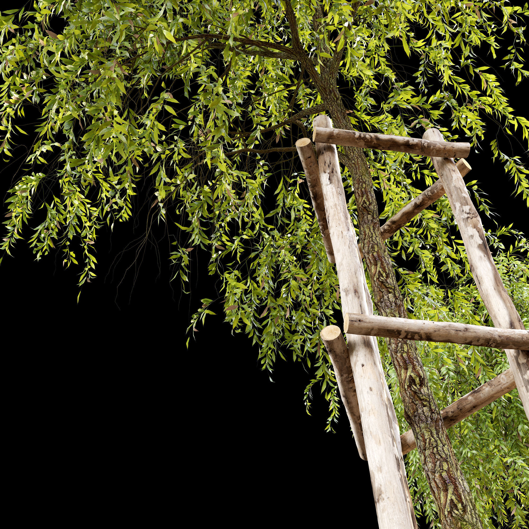 Weeping willow 4 3D model_4