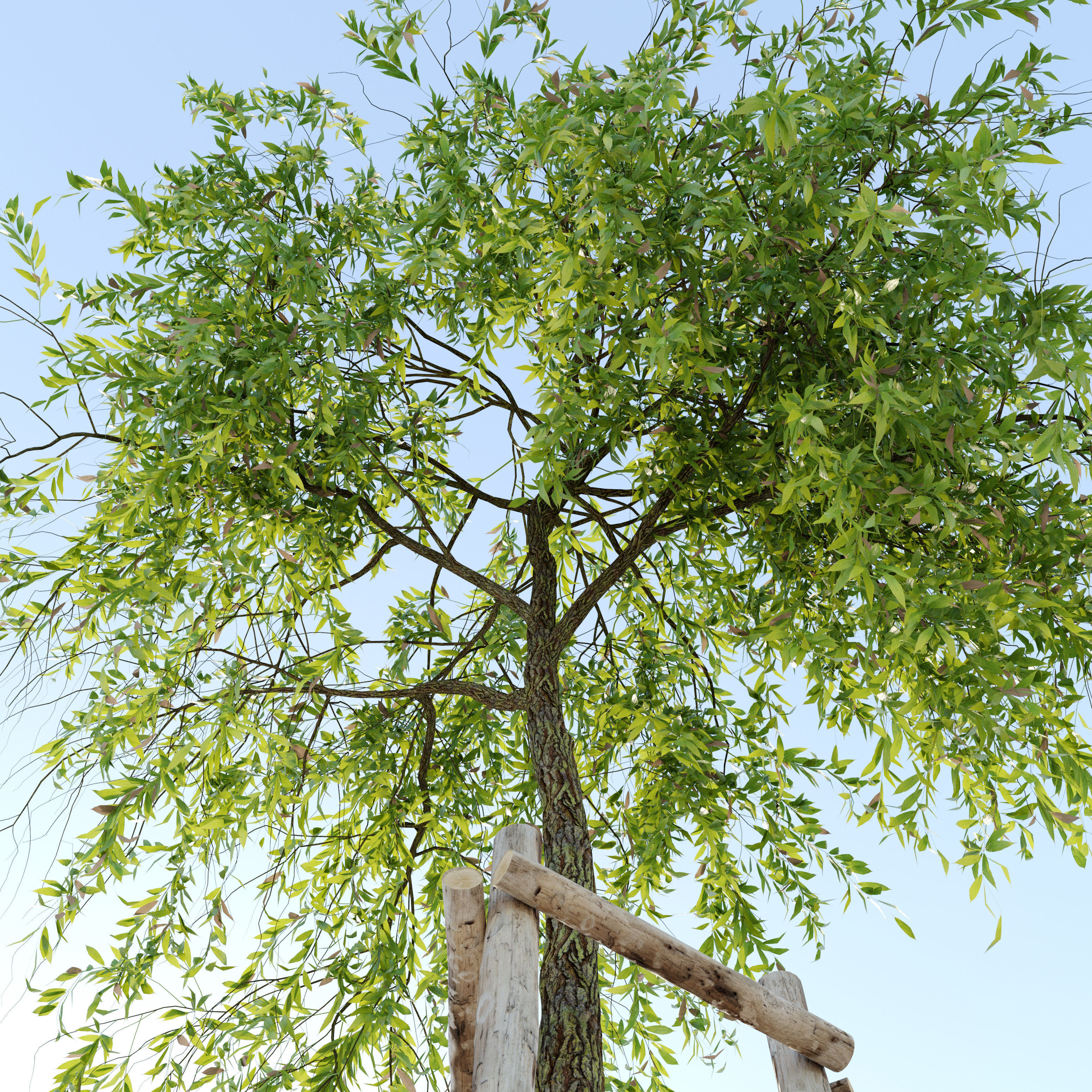 Weeping willow 4 3D model_3