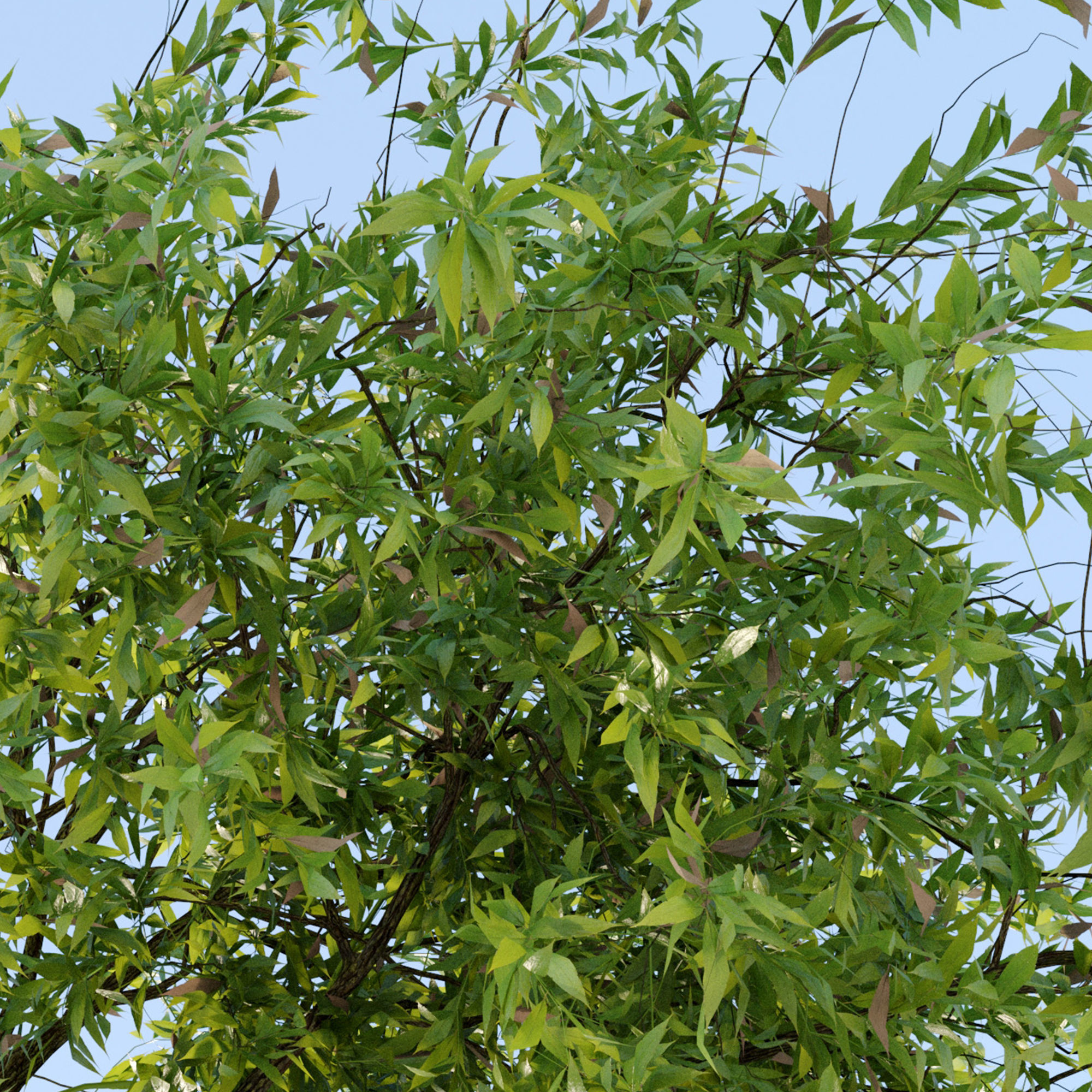 Weeping willow 4 3D model_5