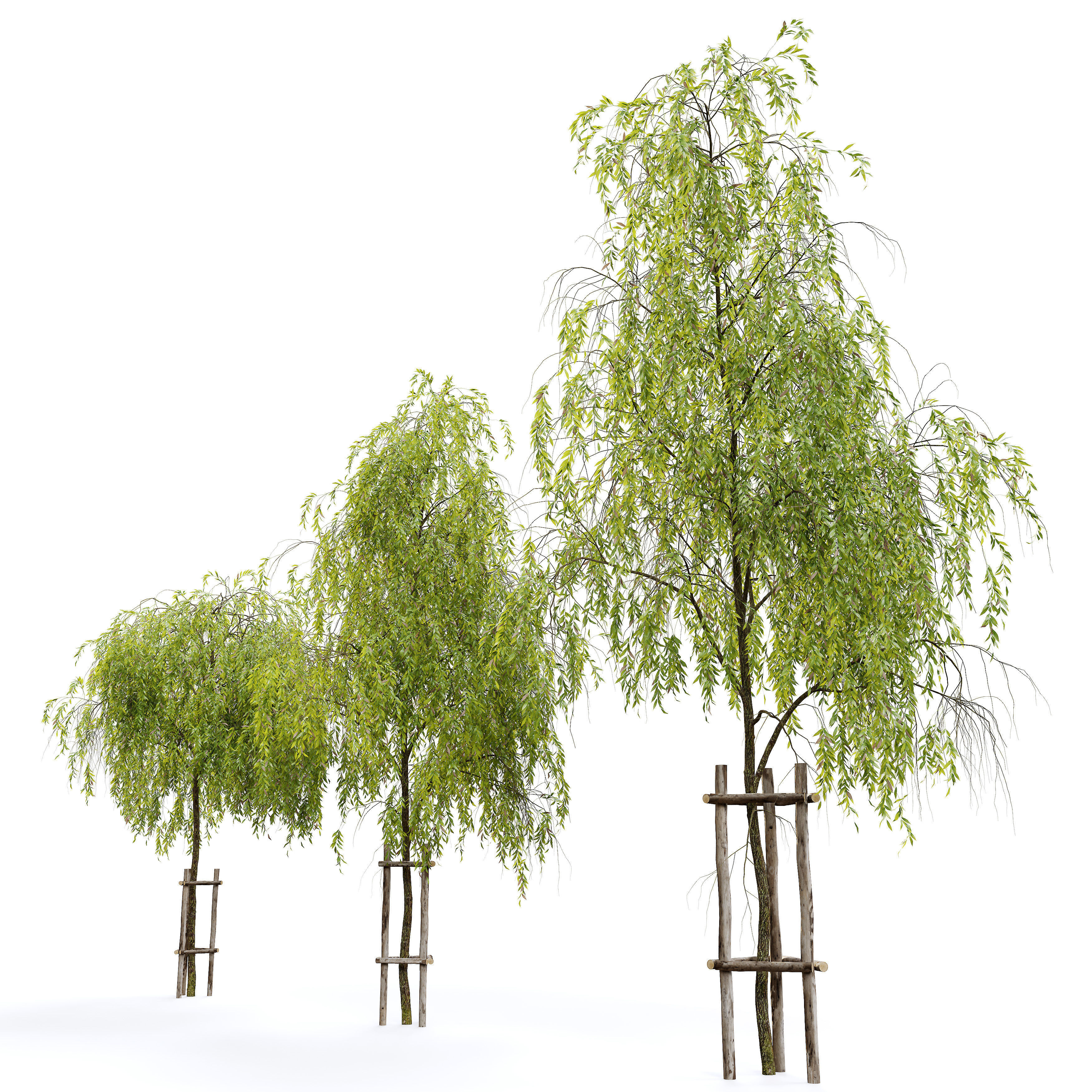 Weeping willow 4 3D model_2