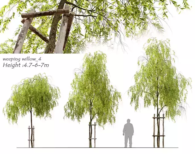 Weeping willow 4 3D model