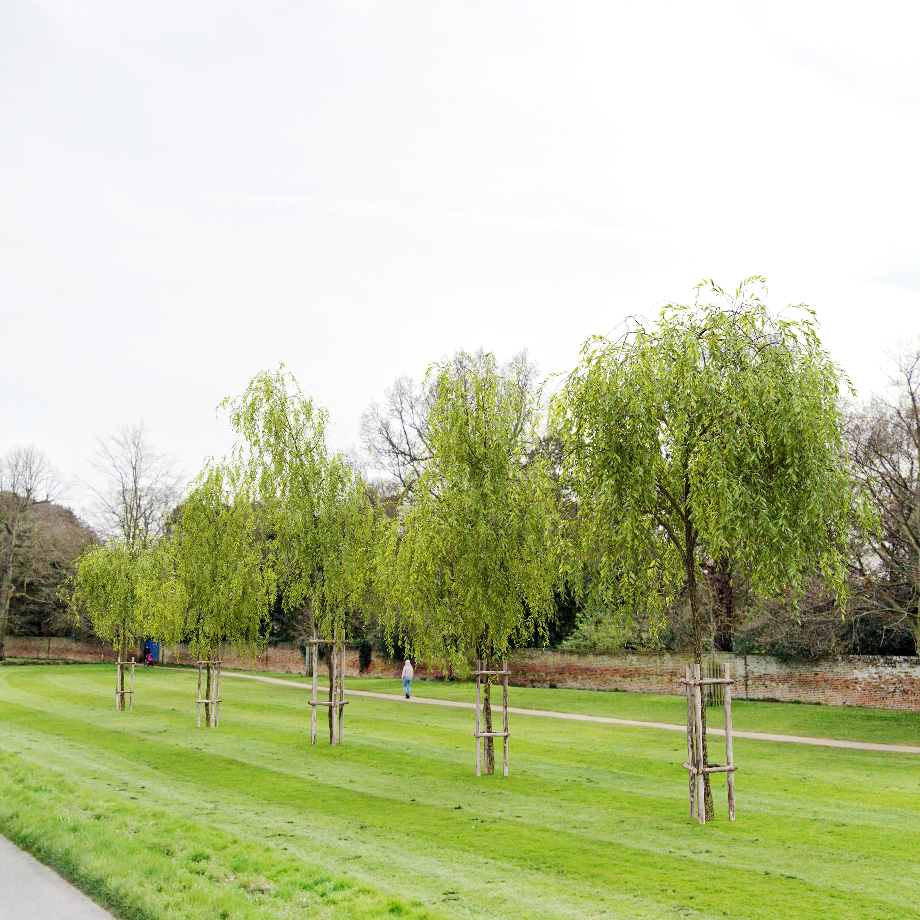 Weeping willow 4 3D model_1