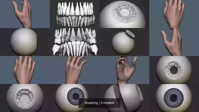 Anatomy hand with eye and teeth 3D Model Collection