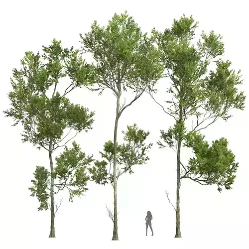 New Plant High detail Fagus Grandifolia03 3D model