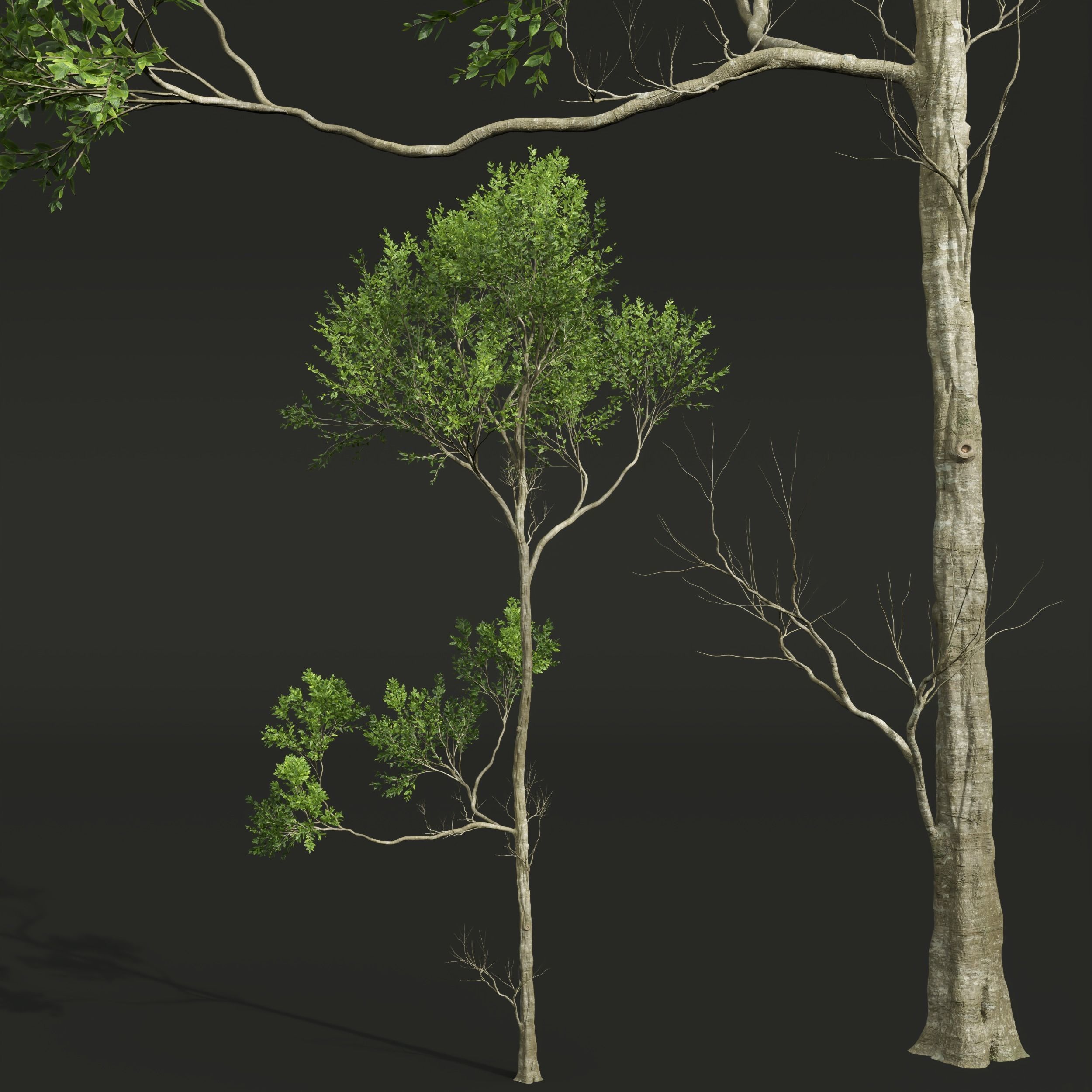 New Plant High detail Fagus Grandifolia03 3D model_2