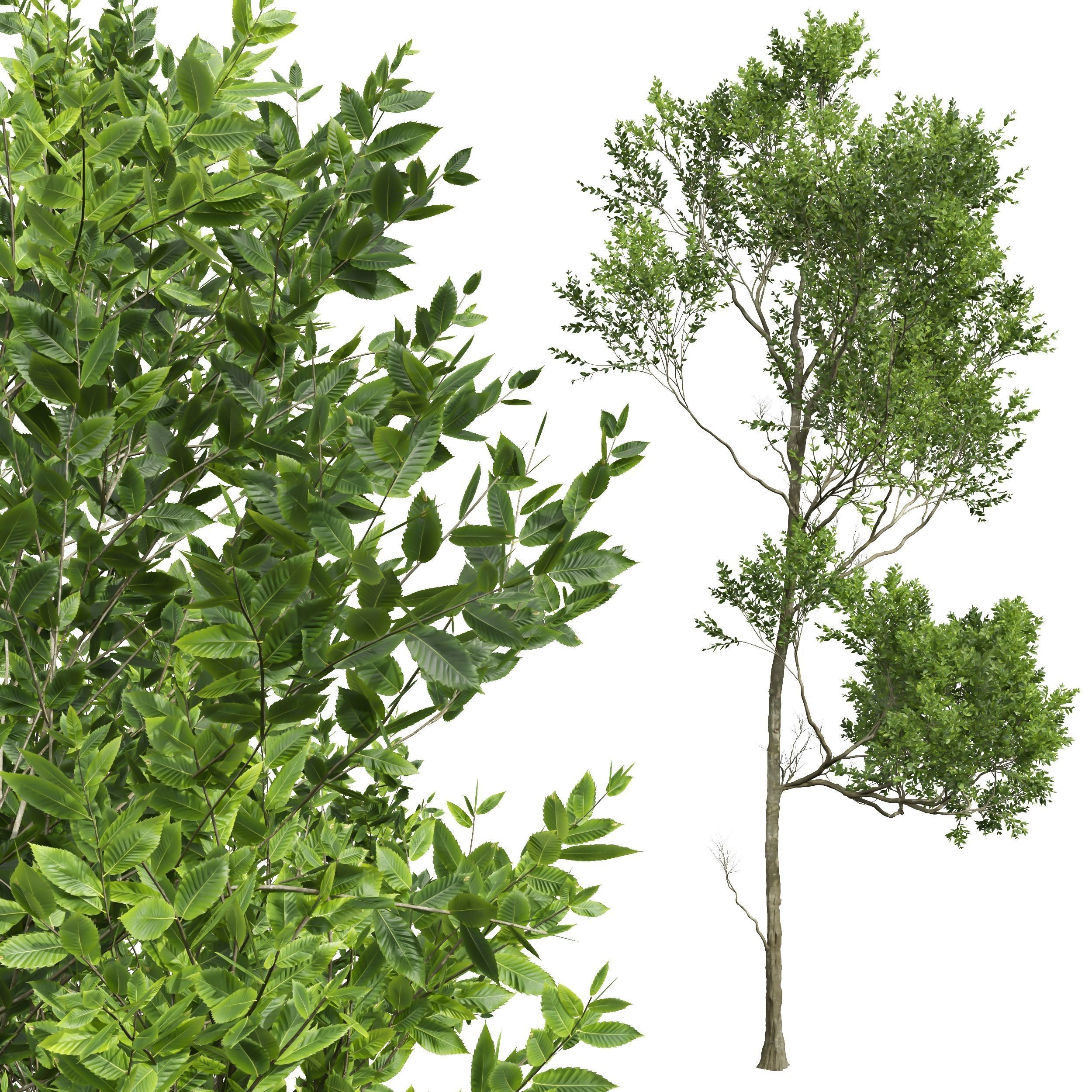 New Plant High detail Fagus Grandifolia03 3D model_1