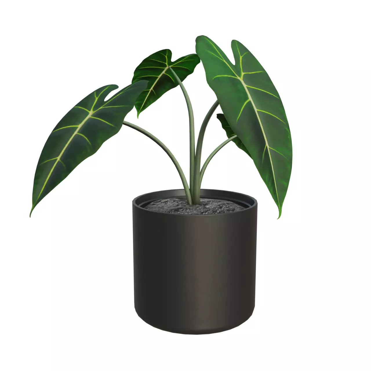 House Plant - Alocasia Frydek 01 Free low-poly 3D model