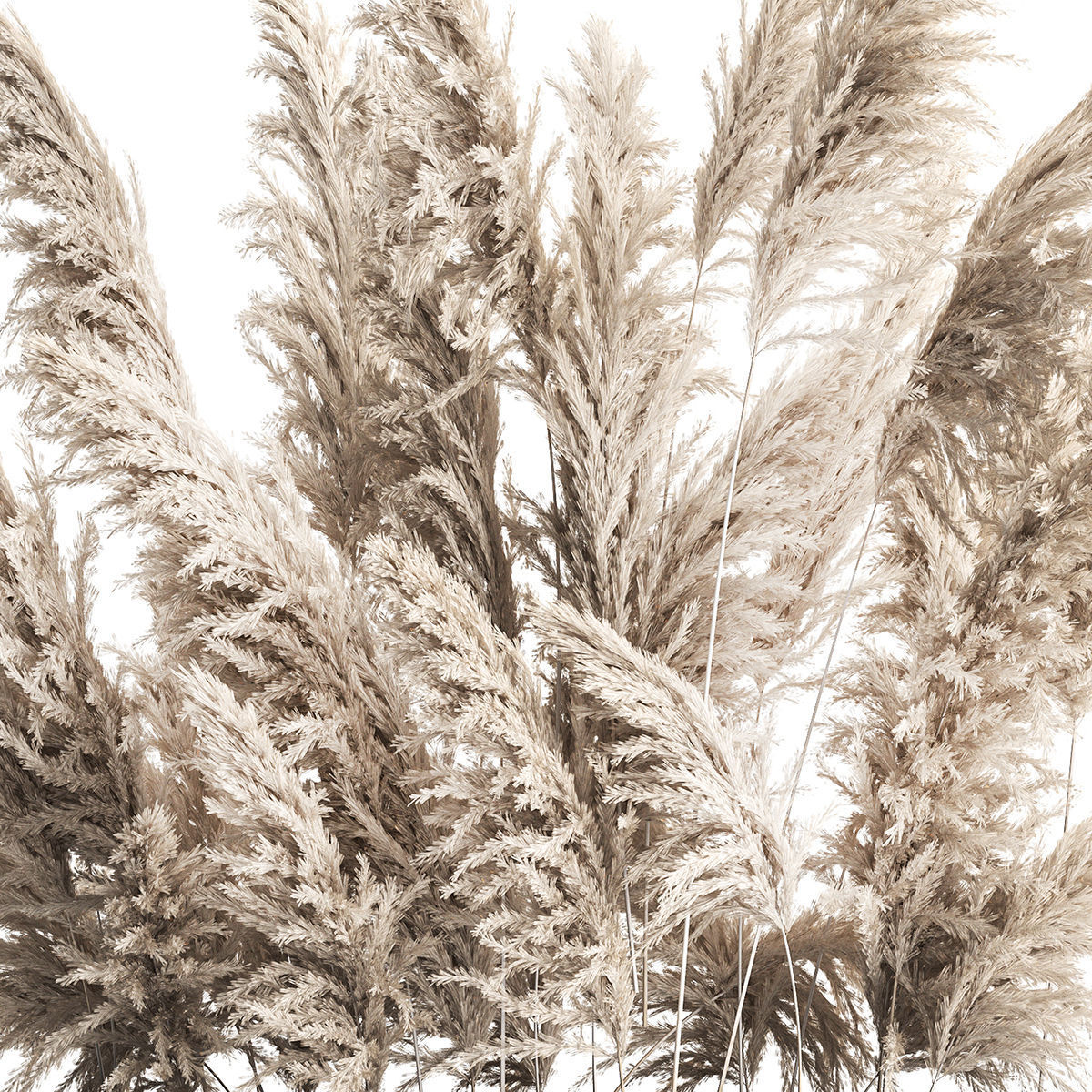 Decorative white Pampas Grass In A Rusty Pot 3D model_1