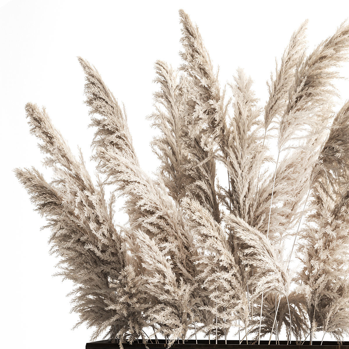 Decorative white Pampas Grass In A Rusty Pot 3D model_4