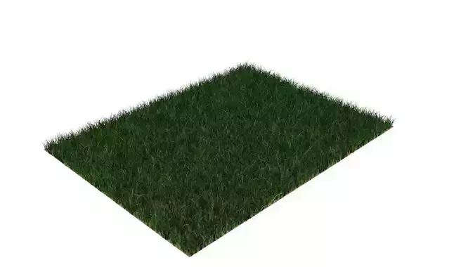 Grass