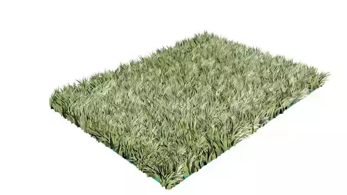 Grass