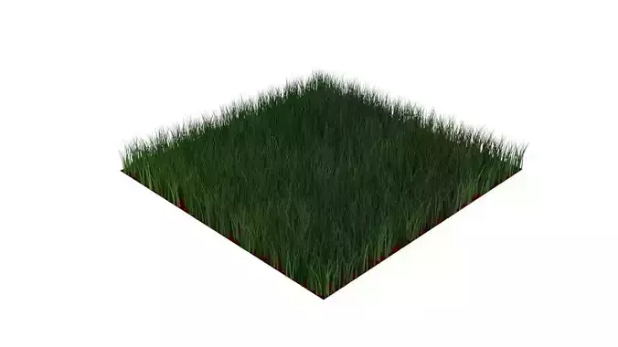 Grass