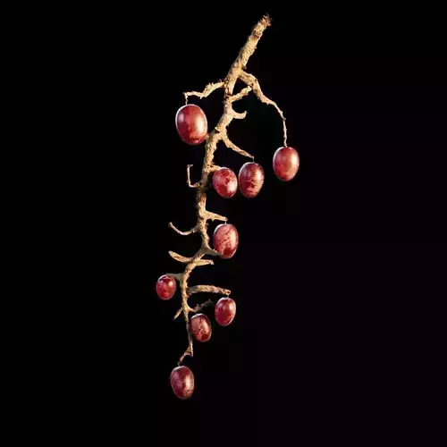 Grapes on branch