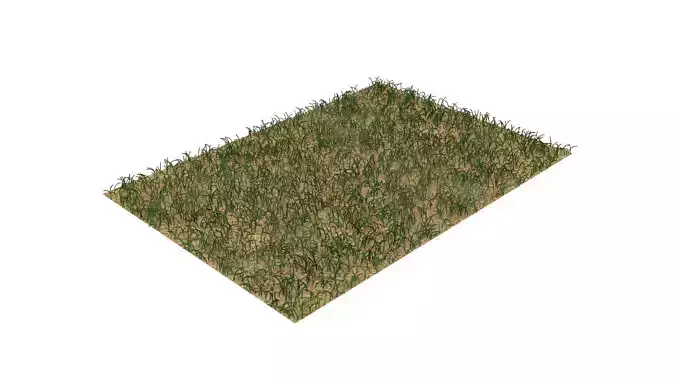 Grass