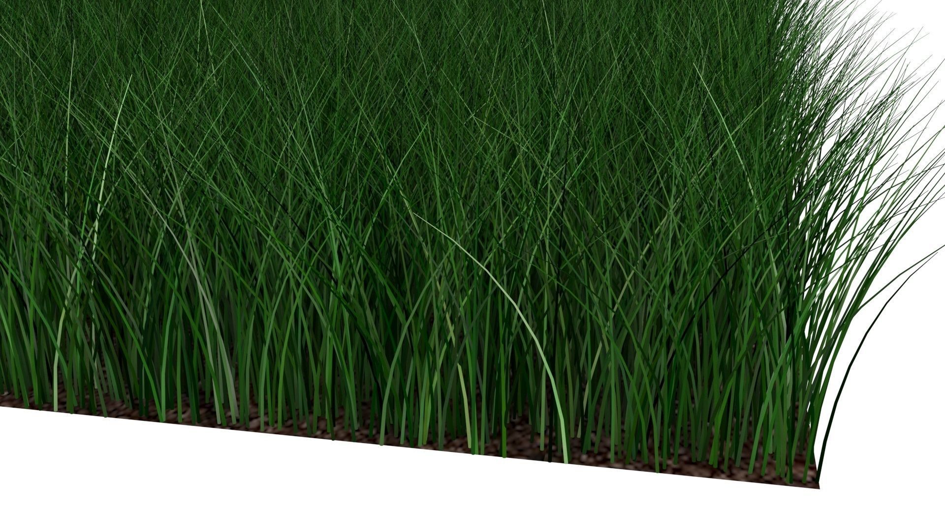 Grasses Set 3D model_14