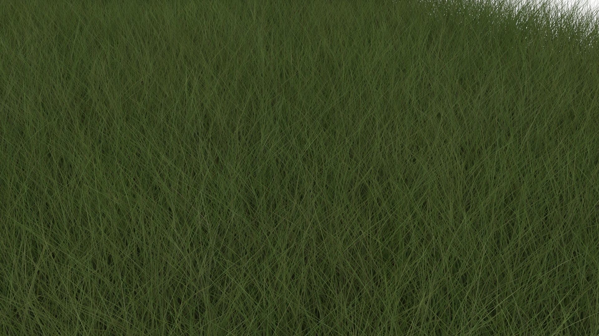 Grasses Set 3D model_5