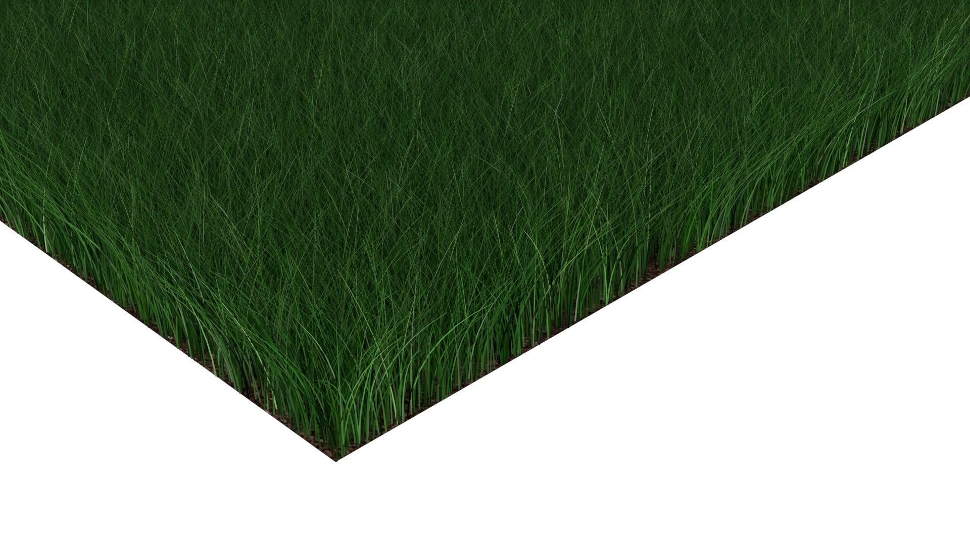 Grasses Set 3D model_7
