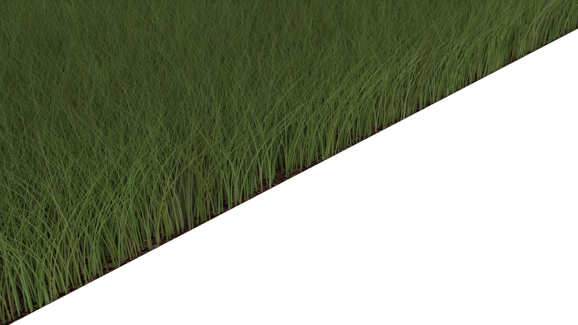 Grasses Set 3D model_8