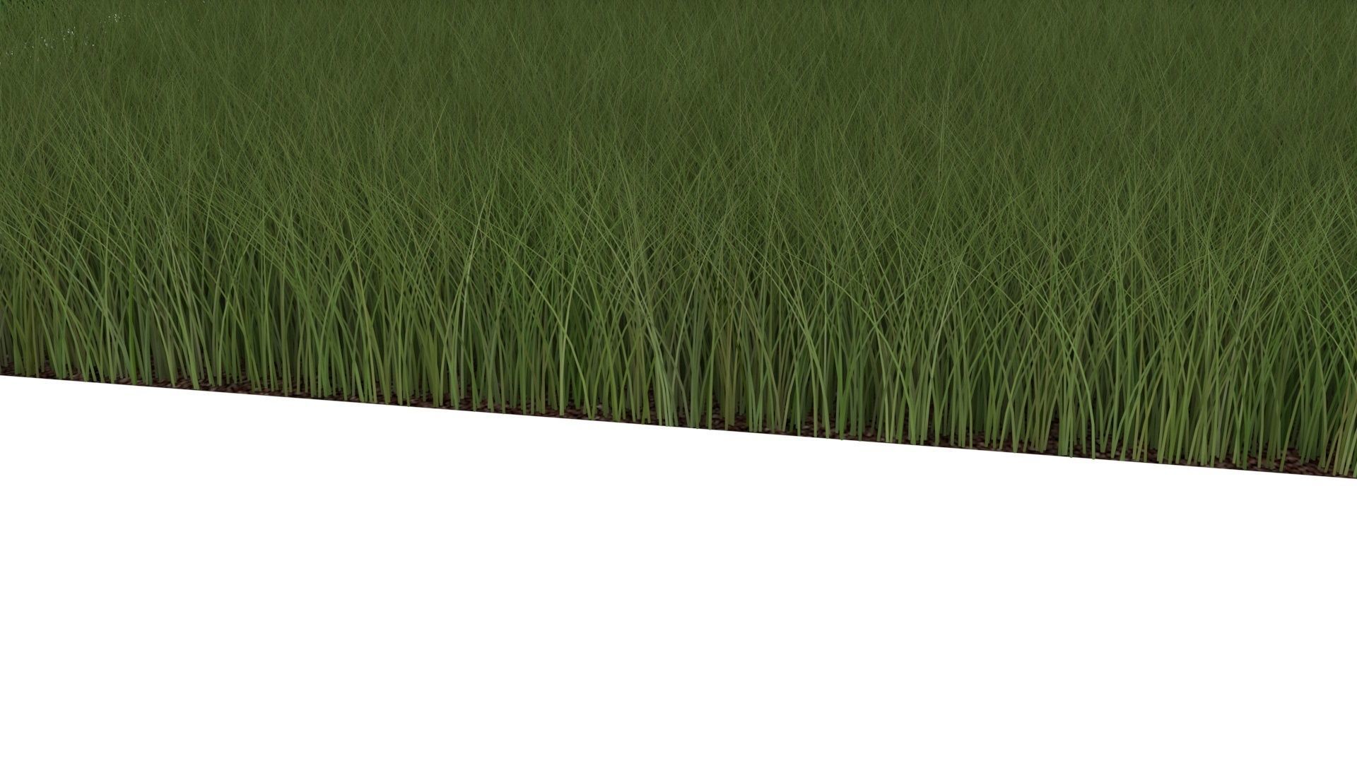 Grasses Set 3D model_13