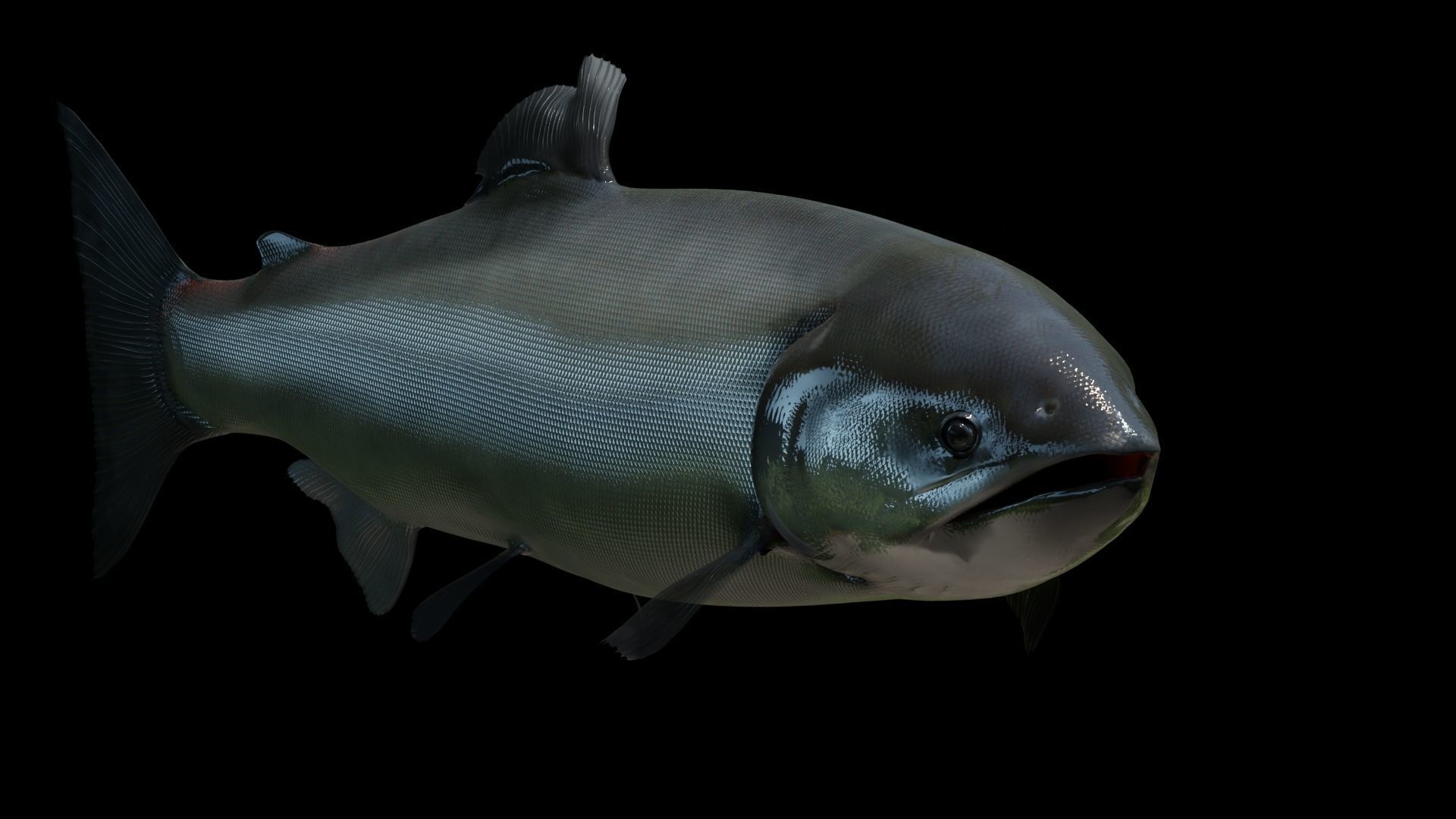 Chinook Salmon Low-poly 3D model_12