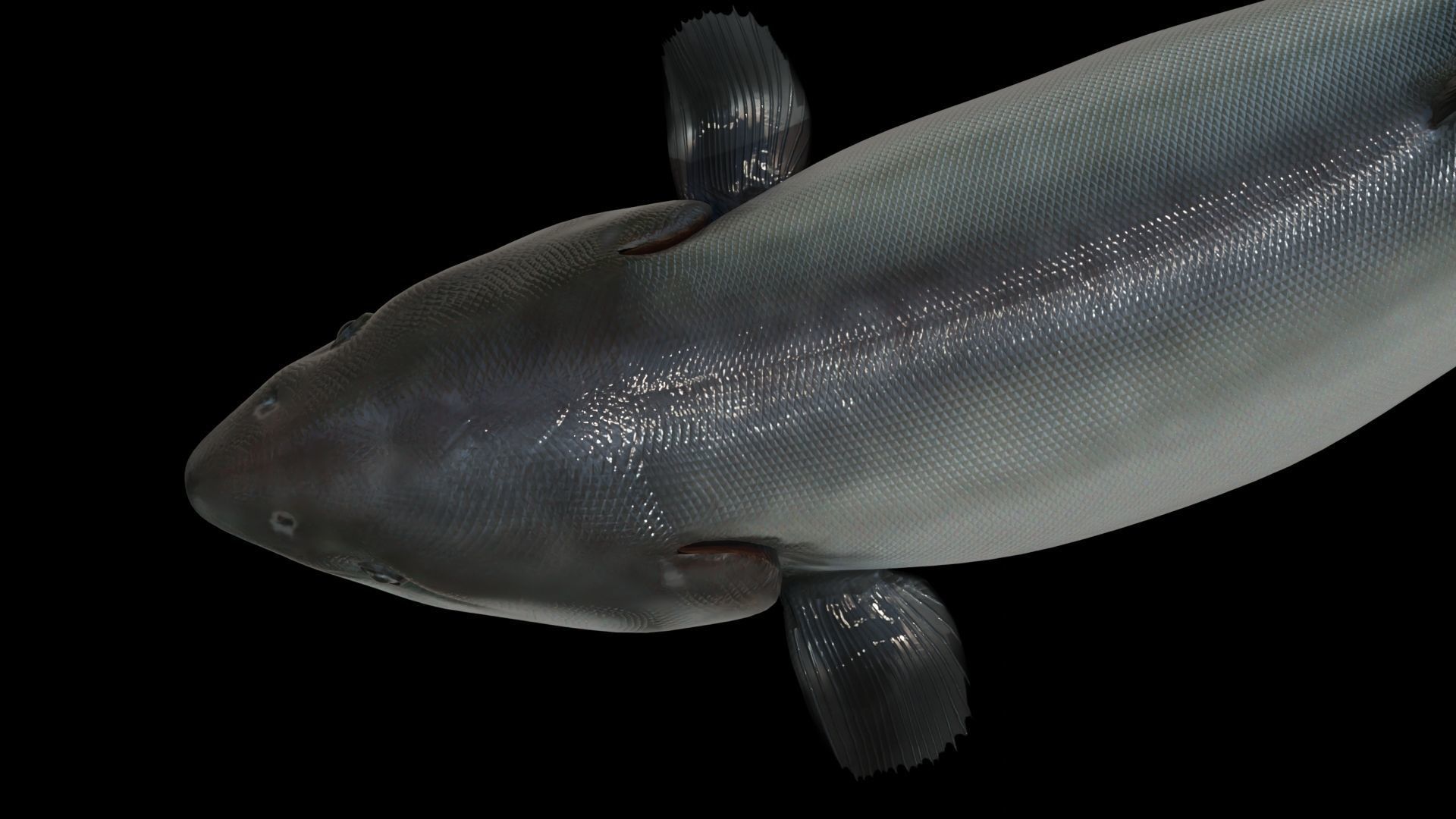 Chinook Salmon Low-poly 3D model_8