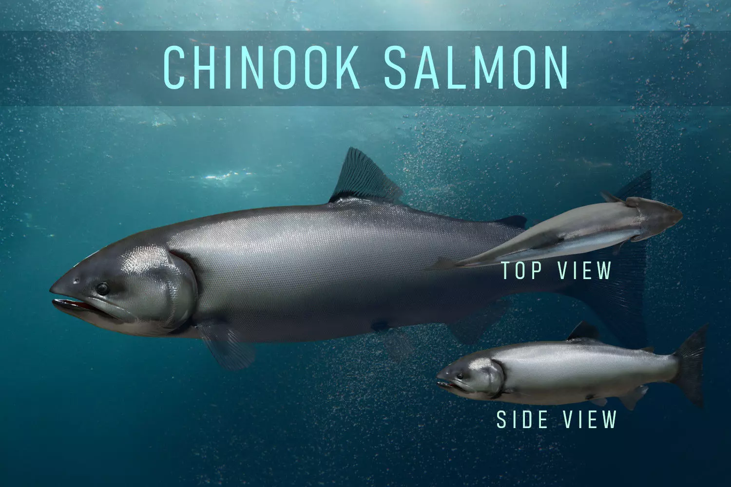 Chinook Salmon Low-poly 3D model_0