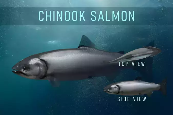 Chinook Salmon Low-poly 3D model