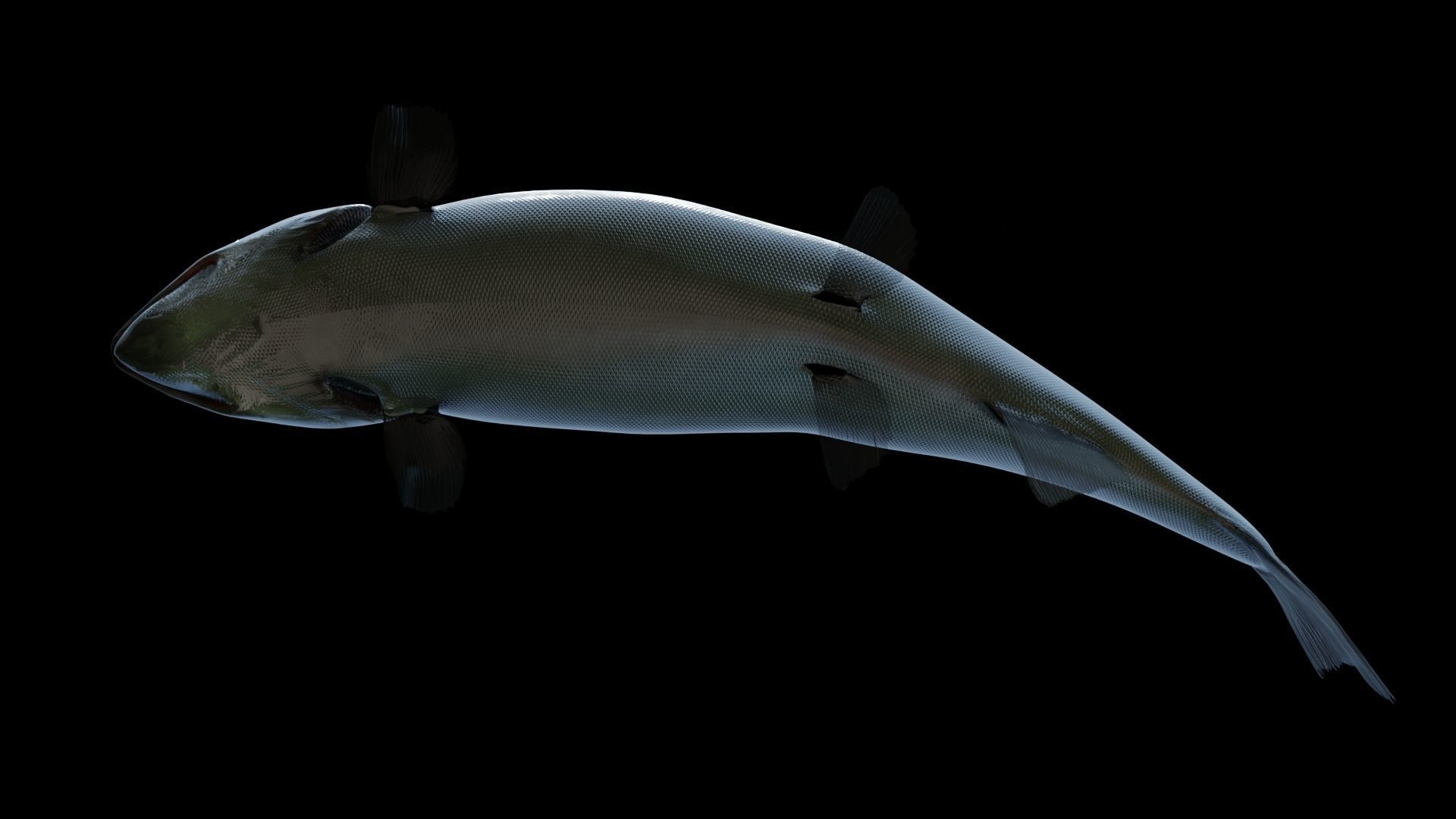 Chinook Salmon Low-poly 3D model_14